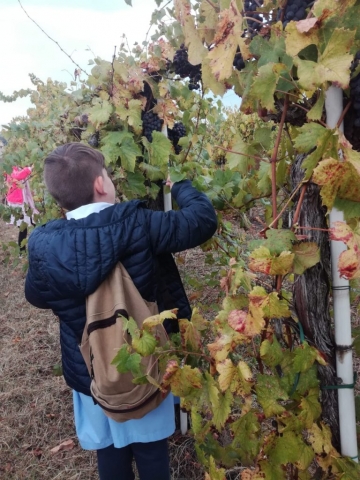 Vendemmia autunno 2018