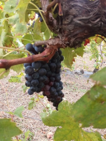 Vendemmia autunno 2018