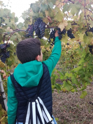 Vendemmia autunno 2018