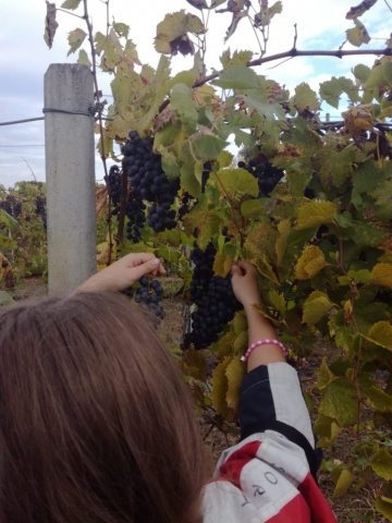 Vendemmia autunno 2018