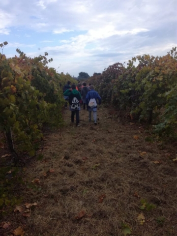 Vendemmia autunno 2018