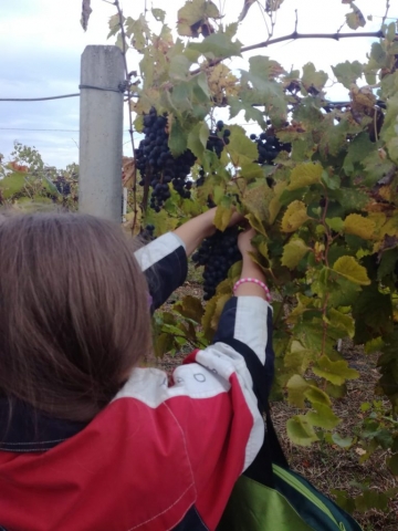 Vendemmia autunno 2018