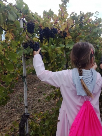 Vendemmia autunno 2018