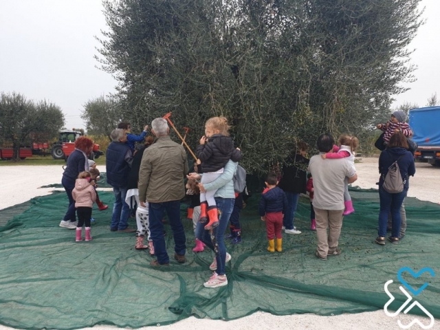 La raccolta delle olive