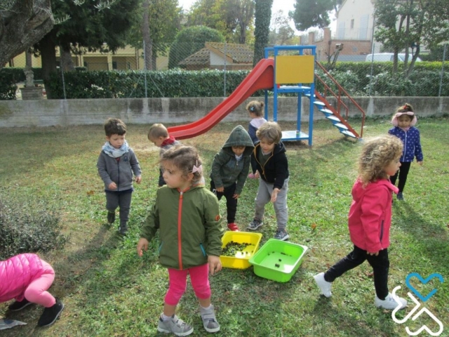 La raccolta delle olive