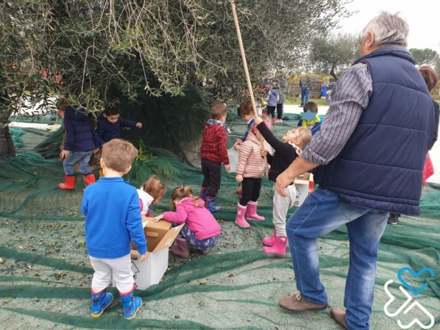 La raccolta delle olive