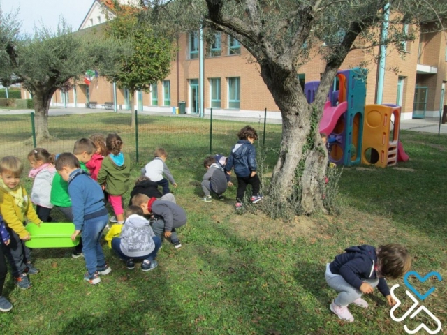 La raccolta delle olive