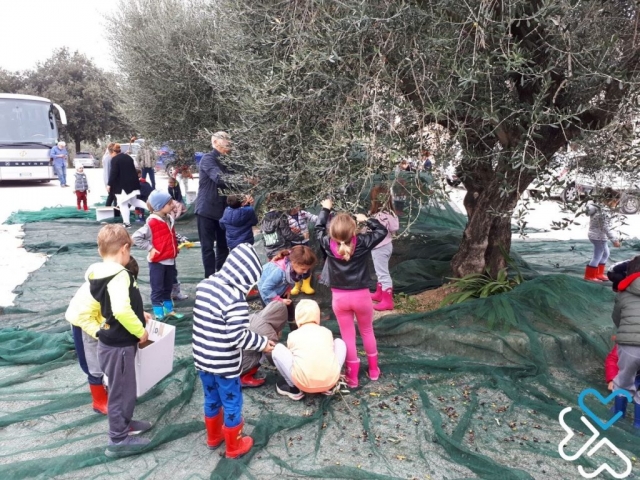 La raccolta delle olive