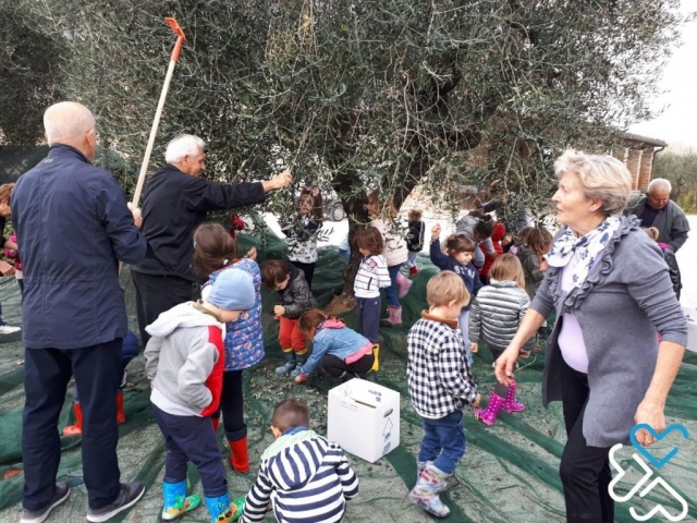 La raccolta delle olive