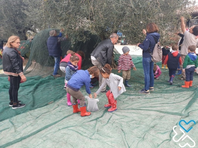 La raccolta delle olive