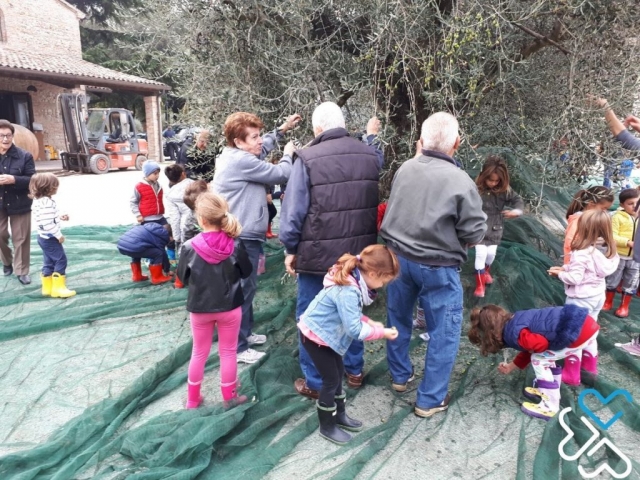 La raccolta delle olive